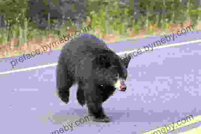 A Black Bear Crossing A Street In An Urban Area Bears In The Streets: Three Journeys Across A Changing Russia