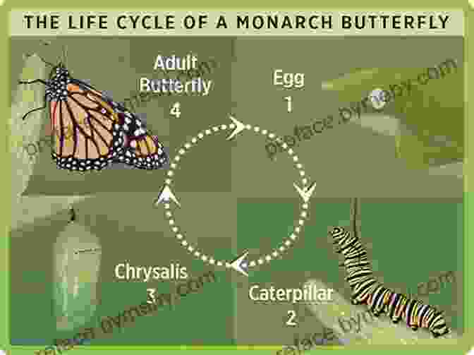 A Caterpillar Going Through The Process Of Metamorphosis. How Does A Caterpillar Change?: Life Cycles With The Very Hungry Caterpillar (The World Of Eric Carle)