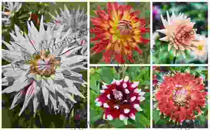 A Collage Of Different Dahlia Varieties Floret Farm S Discovering Dahlias: A Guide To Growing And Arranging Magnificent Blooms