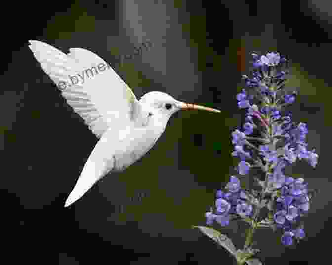 A Colorful Hummingbird Flitting Among Wildflowers In The Blue Mountains Climbing The Blue Mountain: Take The Next Step On Your Spiritual Journey