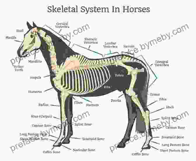 A Detailed Diagram Showcasing The Anatomy Of The Horse, Highlighting Its Skeletal, Muscular, And Respiratory Systems. The Horse Encyclopedia Elwyn Hartley Edwards