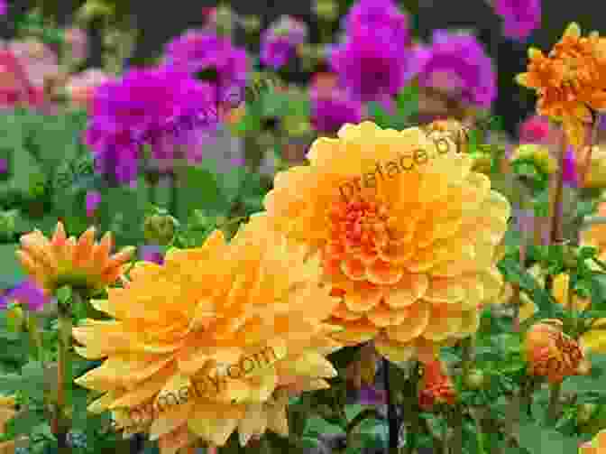 A Field Of Vibrant Dahlias In Bloom Floret Farm S Discovering Dahlias: A Guide To Growing And Arranging Magnificent Blooms