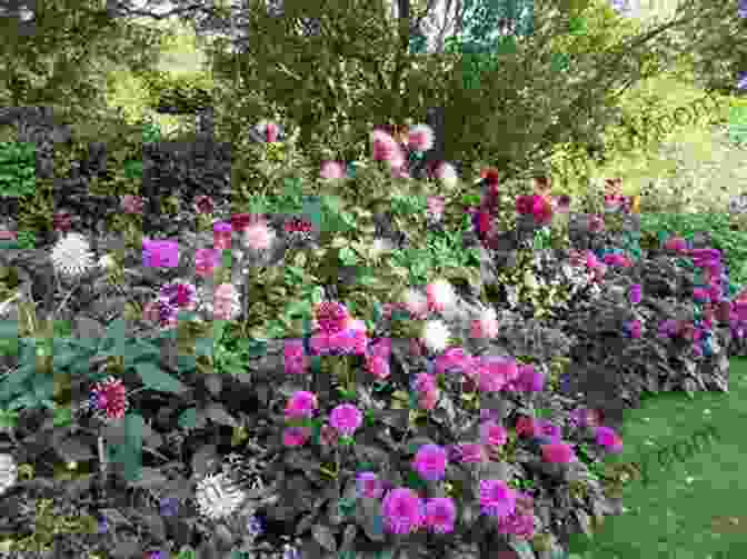 A Lush Garden Filled With Dahlias Floret Farm S Discovering Dahlias: A Guide To Growing And Arranging Magnificent Blooms