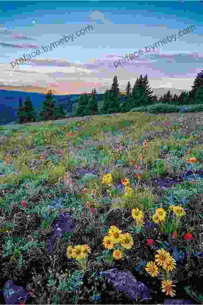 A Lush Spring Meadow Ablaze With Colorful Blooms, Symbolizing Renewal And The Promise Of A New Season Easter Spring Picture StoryBook: An Amazing And Cute Picture Read Aloud Easter Picture StoryBook For Kids And Adults The Best Easter Gift For Boys And Girls