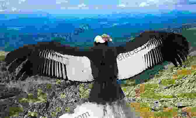 A Majestic Condor Soaring Through The Andean Sky, Its Wings Outstretched And Feathers Shimmering In The Sunlight. Journey To The Heart Of The Condor: Love Loss And Survival In A South American Dictatorship