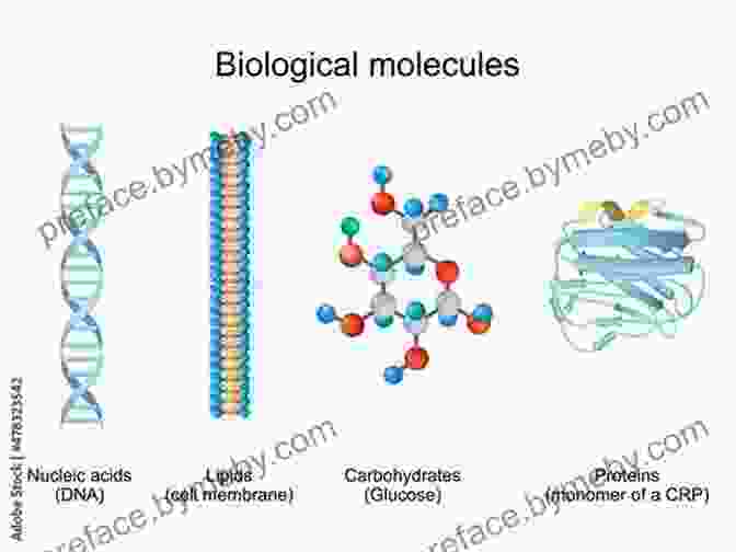 A Microscopic View Of Various Biological Molecules, Including Proteins, Nucleic Acids, And Carbohydrates, Highlighting Their Intricate Structures And Vital Roles In Life Processes. Molecules: The Elements And The Architecture Of Everything