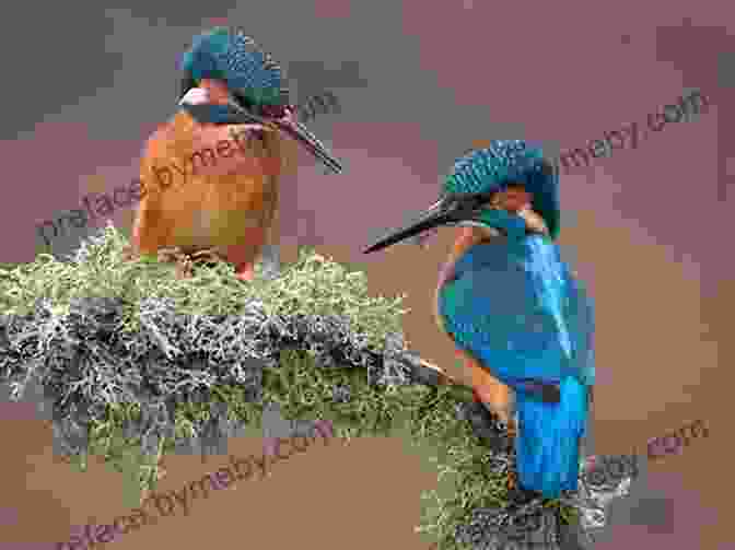 A Pair Of Kingfishers Perched On A Branch Near A Flowing Trout Stream, Against A Backdrop Of Vibrant Wildflowers. Exploring Wisconsin Trout Streams: The Angler S Guide