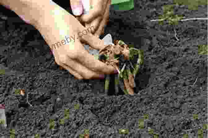 A Person Planting Dahlia Bulbs Floret Farm S Discovering Dahlias: A Guide To Growing And Arranging Magnificent Blooms