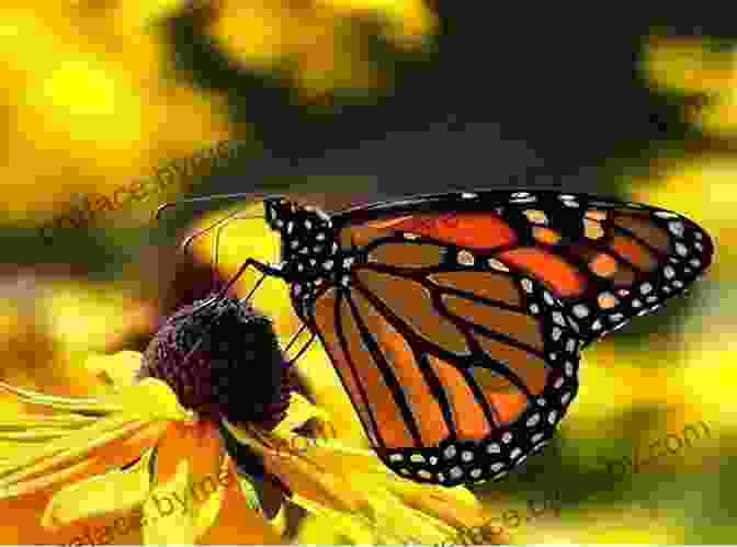 A Vivid Butterfly Perched On An Exotic Flower In The Rainforest A Photographer S Guide To Calakmul