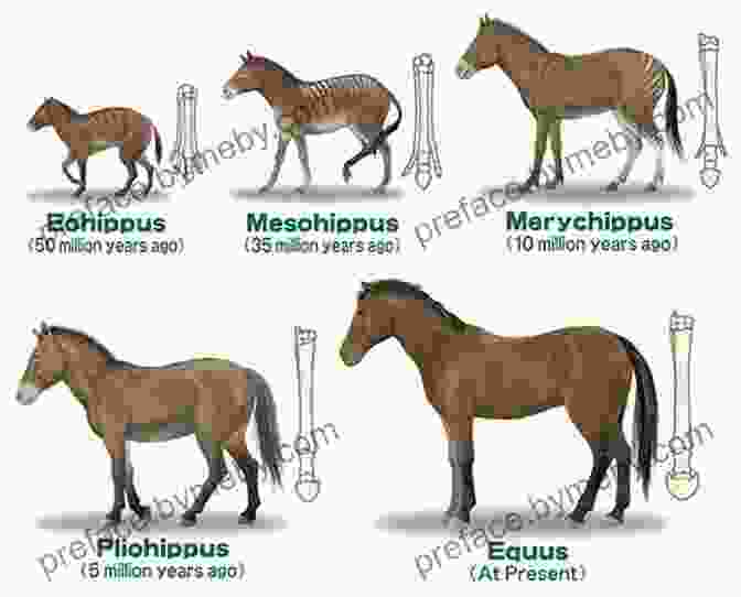 An Illustration Depicting The Evolution Of The Horse From Its Three Toed Ancestor To The Modern Equine. The Horse Encyclopedia Elwyn Hartley Edwards