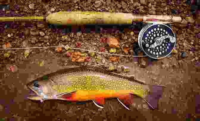 Angler Reeling In A Beautiful Brook Trout In A Picturesque Stream Squaretail: The Definitive Guide To Brook Trout And Where To Find Them