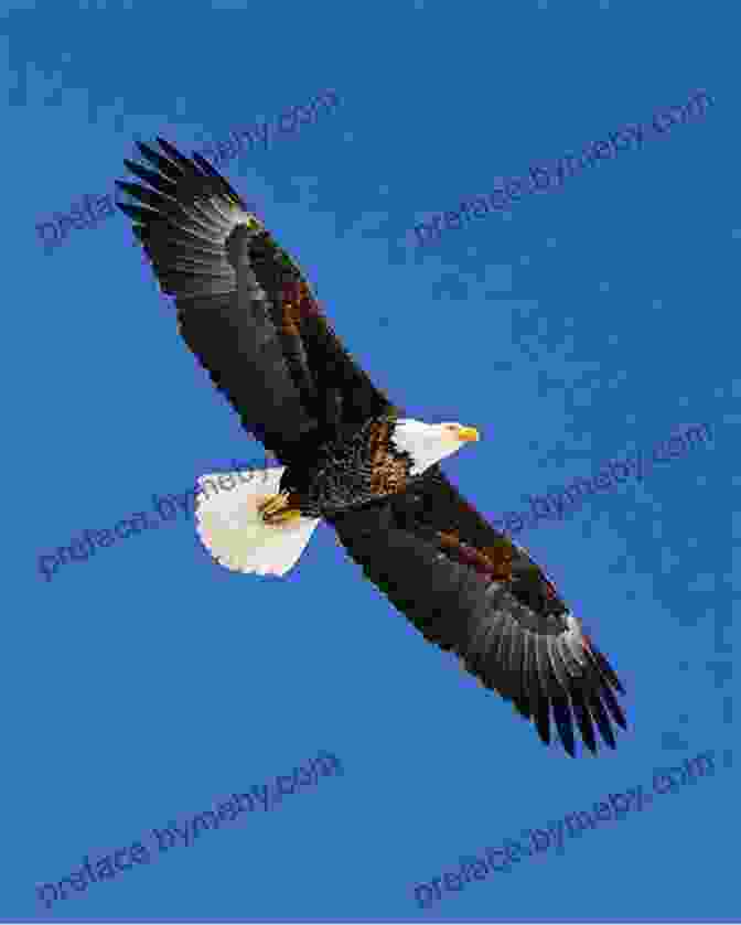 Bald Eagle Soaring Through The Blue Skies FROGS: Fun Facts And Amazing Photos Of Animals In Nature (Amazing Animal Kingdom 18)