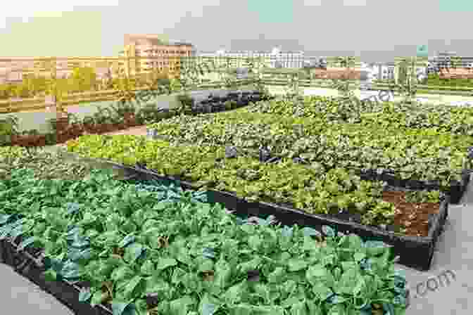 Benefits Of Rooftop Urban Agriculture Rooftop Urban Agriculture Rakesh V Vohra