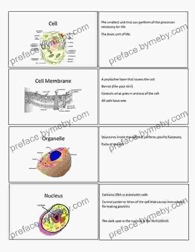 Cell Structure Flashcard 5 Steps To A 5 AP Biology Flashcards (5 Steps To A 5 On The Advanced Placement Examinations Series)