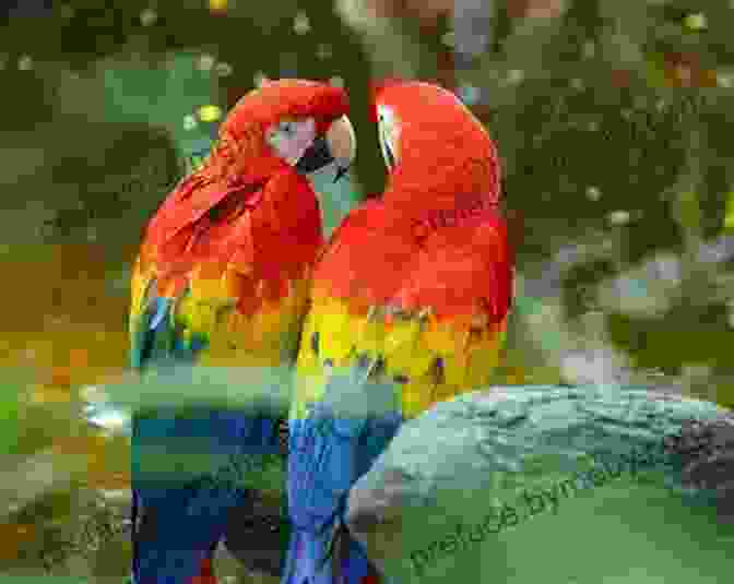 Close Up Of A Colorful Macaw Frommer S EasyGuide To Costa Rica 2024 (Easy Guides)