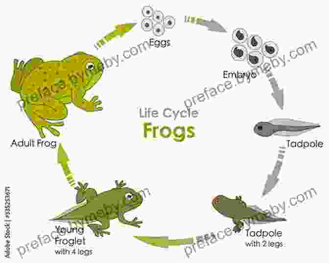 Colorful Diagram Illustrating The Life Cycle Of A Frog, From Egg To Adult How Does A Tadpole Grow?: Life Cycles With The Very Hungry Caterpillar (The World Of Eric Carle)