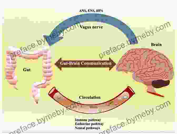 Diagram Of The Mind Gut Connection, Showing The Bidirectional Communication Between The Brain And Gut. The Mind Gut Connection: How The Hidden Conversation Within Our Bodies Impacts Our Mood Our Choices And Our Overall Health