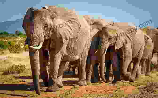 Elephant Family In The African Savanna FROGS: Fun Facts And Amazing Photos Of Animals In Nature (Amazing Animal Kingdom 18)