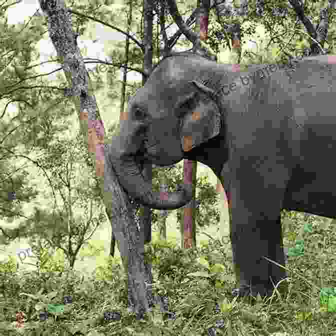 Elephant Standing In A Deforested Area What Elephants Know Eric Dinerstein