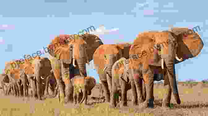 Family Of Elephants Walking Together What Elephants Know Eric Dinerstein