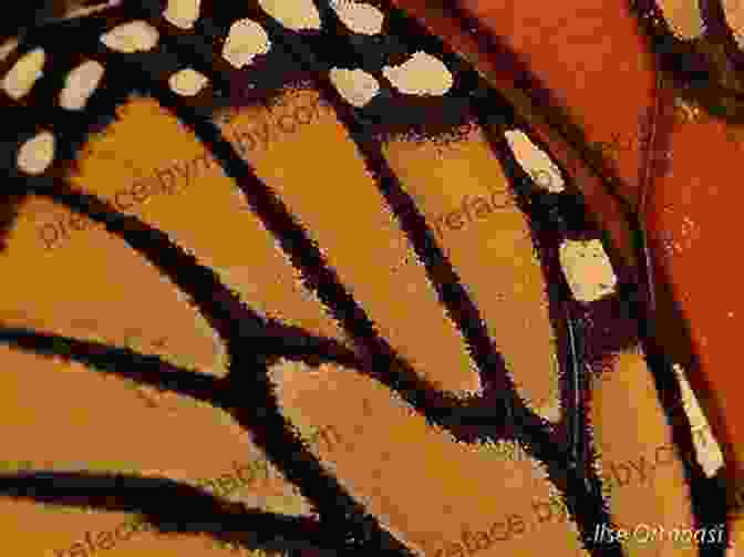 Glasswings Book Cover, Featuring A Close Up Of A Butterfly's Wing Glasswings: A Butterfly S Story Elisa Kleven