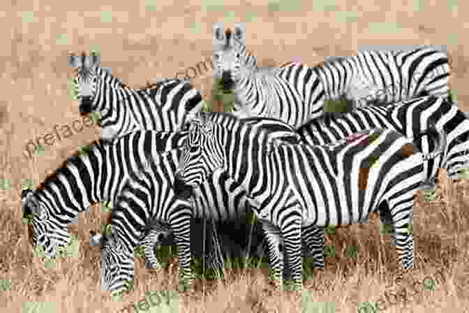 Herd Of Zebras Grazing On The African Savanna FROGS: Fun Facts And Amazing Photos Of Animals In Nature (Amazing Animal Kingdom 18)