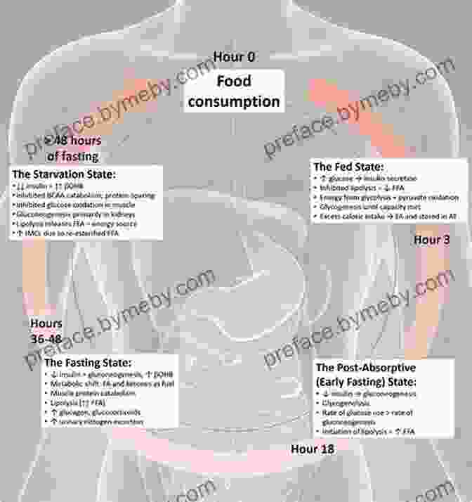 Illustration Of Intermittent Fasting Cycle 16: 8 To Intermittent Fasting For Women: A Beginner S Guide To Steps To Eating Clean And Healthy And Weight Loss With An Intermittent Fasting Lifestyle