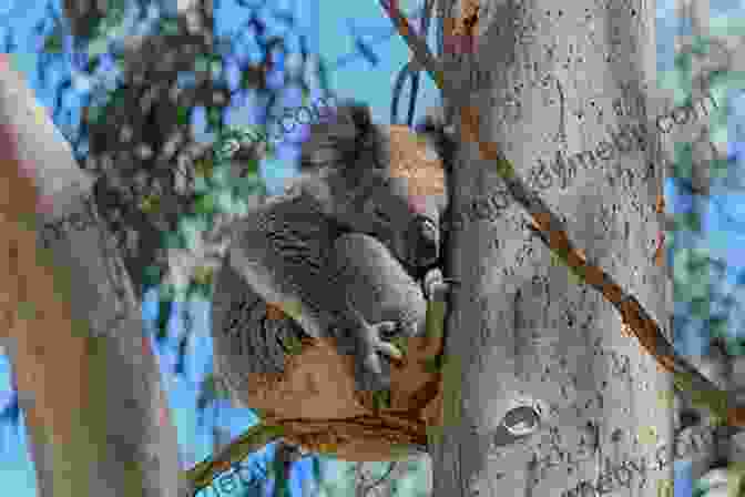 Kangaroo And Koala In Their Natural Habitat. Australia (Countries Around The World)