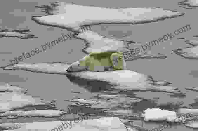 Polar Bears Hunting On The Ice Floes Of Franz Josef Land Silversea Arctic Tips For Travellers