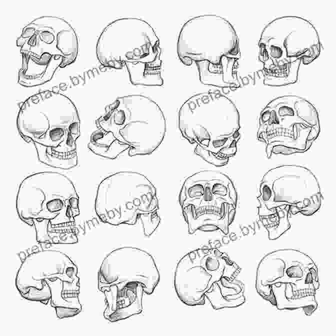 Skull Reference Images In The Jdl Sketchbook Collection Skull 2: Sketchbook (JDL Sketchbook Collection)