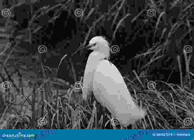 Teo And The Egret Exploring The Marsh, Surrounded By Lush Vegetation And Vibrant Dragonflies The Lonely Egret La Garceta Solitaria (Adventures With Teo Aventuras Con Teo 1)