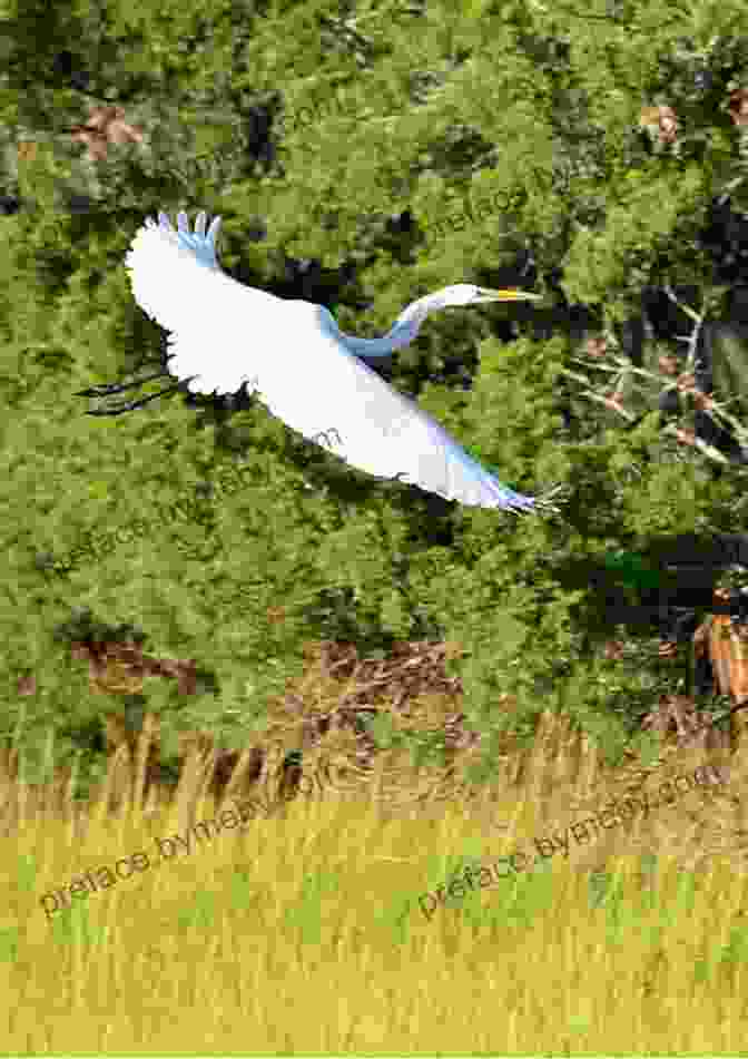 The Lonely Egret Soaring High Above The Marsh, Symbolizing Freedom And Hope The Lonely Egret La Garceta Solitaria (Adventures With Teo Aventuras Con Teo 1)