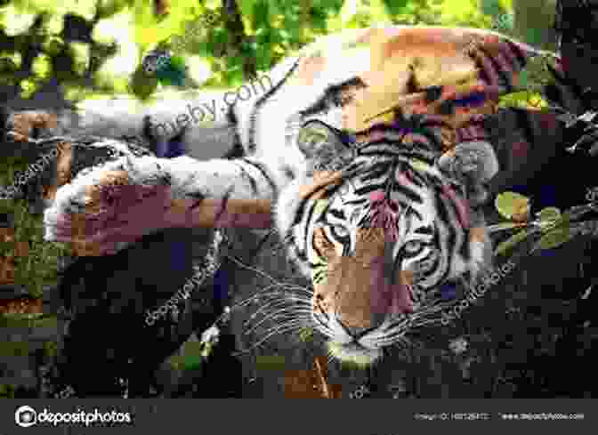 Tiger Resting In The Undergrowth FROGS: Fun Facts And Amazing Photos Of Animals In Nature (Amazing Animal Kingdom 18)