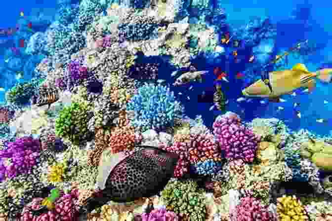 Underwater View Of The Great Barrier Reef With Colorful Coral And Tropical Fish. Australia (Countries Around The World)