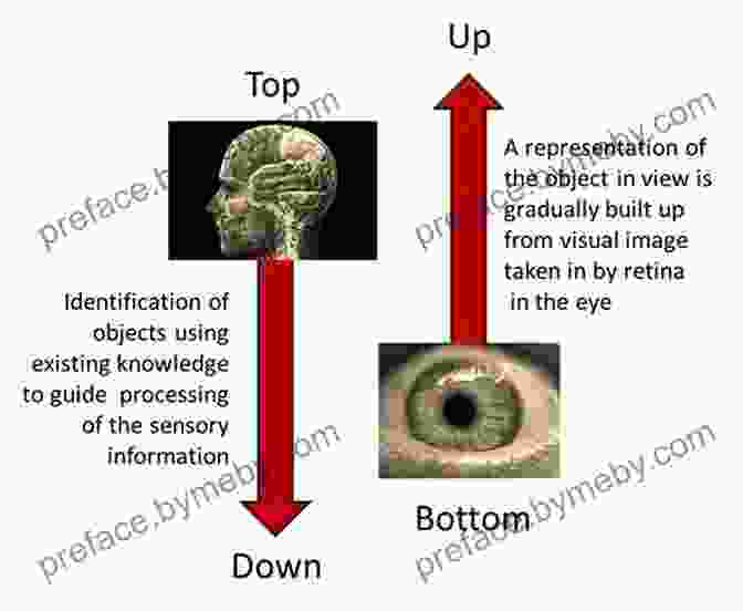 Vision: The Dominant Sense For Most People, Sight Plays A Crucial Role In Shaping Our Perception Of The World. The Senses: Design Beyond Vision